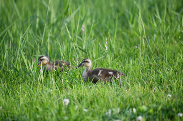 かるがものヒナ