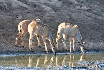 Fotobehang Grote Koedoe, Greater Kudu, Tragelaphus strepsiceros © AGAMI
