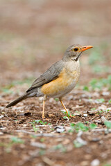 Fototapeta premium Kurrichane-lijster, Kurrichane Thrush, Turdus libonyana