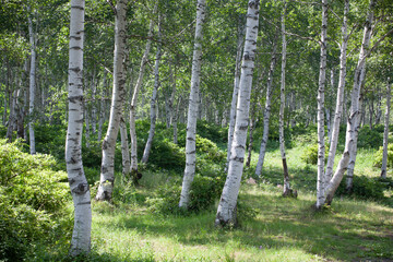 白樺林