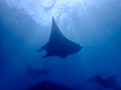 Manta ray in shallow waters under the sun light