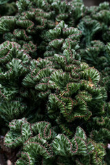 closeup nature view of green leaf and palms background. Flat lay, tropical leaf Used as a background
