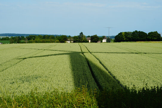 Shadows cast by a wind turbine on a grain field.