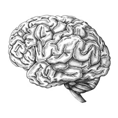 Brain internal organ vintage style illustration