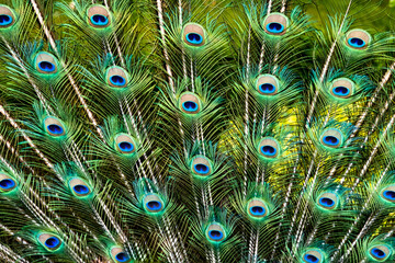 Peacock Feathers