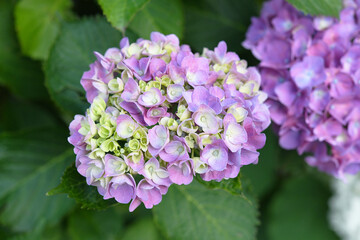 紫陽花の花