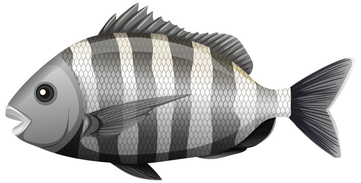 Sheepshead fish in cartoon style on white background