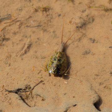 Triops cancriformis or tadpole shrimp in a pond