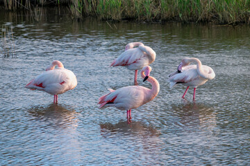 Close up of Greater Flamingos (Phoenicopterus roseus) in the Camargue, Bouches du Rhone, South of France