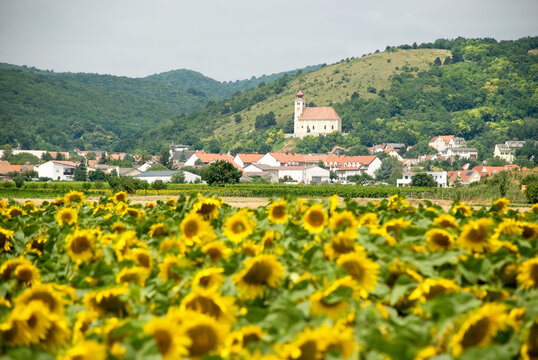 View to village Donnerskirchen behind sunflowers, Burgenland