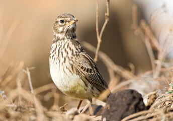 Grootsnavelleeuwerik, Large-billed Lark, Galerida magnirostris