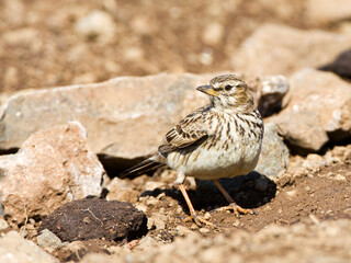 Grootsnavelleeuwerik, Large-billed Lark, Galerida magnirostris