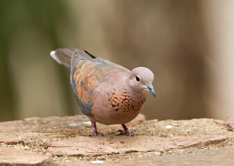 Palmtortel, Laughing Dove, Streptopelia senegalensis