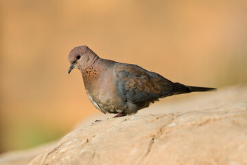 Palmtortel, Laughing Dove, Streptopelia senegalensis