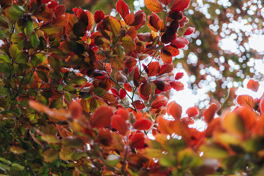 Red leaves