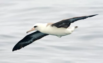 Foto op Plexiglas Laysanalbatros, Laysan Albatross, Phoebastria immutabilis © AGAMI
