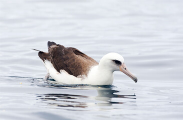 Laysanalbatros, Laysan Albatross, Phoebastria immutabilis
