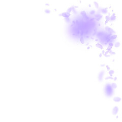 Violet flower petals falling down. Fine romantic flowers corner. Flying petal on white square background. Love, romance concept. Appealing wedding invitation.