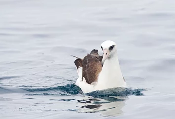 Foto op Plexiglas Laysanalbatros, Laysan Albatross, Phoebastria immutabilis © AGAMI