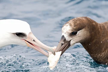 Foto op Plexiglas Black-footed & Laysan Albatross © AGAMI