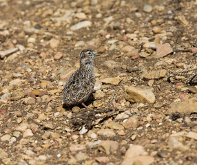 Patagonische Kwartelsnip, Least Seedsnipe, Thinocorus rumicivorus