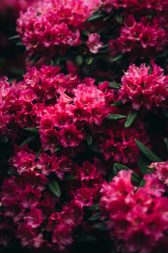 Pink rhododendron flower bush