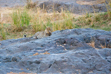 Luipaard, Leopard, Panthera pardus