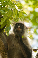 Kirk's Red Colobus Monkey in the Jozani Forest in Zanzibar, Tanzania