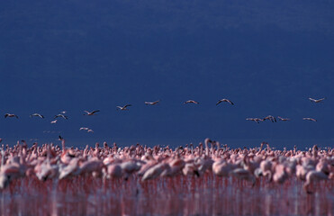 Lesser Flamingo, Kleine Flamingo, Phoeniconaias minor