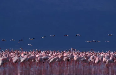 Fotobehang Lesser Flamingo, Kleine Flamingo, Phoeniconaias minor © AGAMI