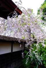 しだれ桜