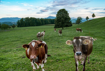 Fototapeta na wymiar Cowherd in Zug, Switzerland