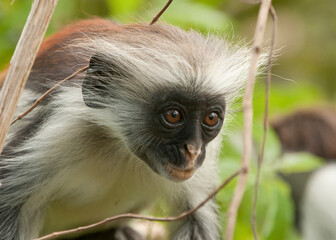 Kirk's Red Colobus Monkey in the Jozani Forest in Zanzibar, Tanzania