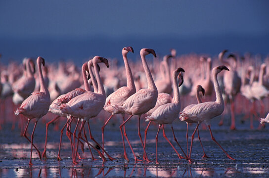 Lesser Flamingo, Kleine Flamingo, Phoeniconaias minor