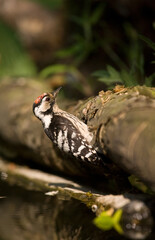 Kleine Bonte Specht, Lesser Spotted Woodpecker, Dendrocopus minor