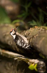 Foto op Aluminium Kleine Bonte Specht, Lesser Spotted Woodpecker, Dendrocopus minor © AGAMI