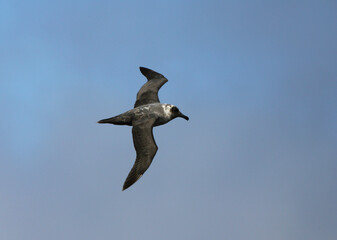 Roetkopalbatros, Light-mantled Sooty Albatross, Phoebetria palpebrata