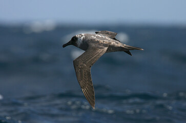 Light-mantled Sooty Albatross, Roetkopalbatros, Phoebetria palpebrata