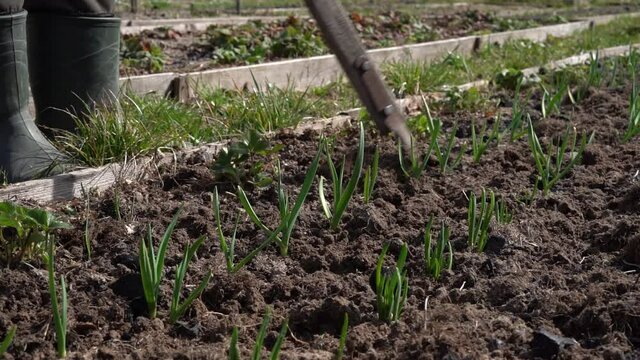 Caring for fresh growing green garlic in the garden in spring. Loosening the soil with a flat cutter