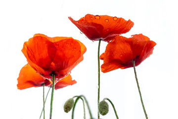 Fototapety  Close up of dew on red poppies isolated on white background