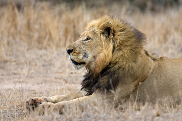 Afrikaanse Leeuw, African Lion, Panthera leo