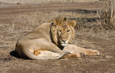 Afrikaanse Leeuw, African Lion, Panthera leo