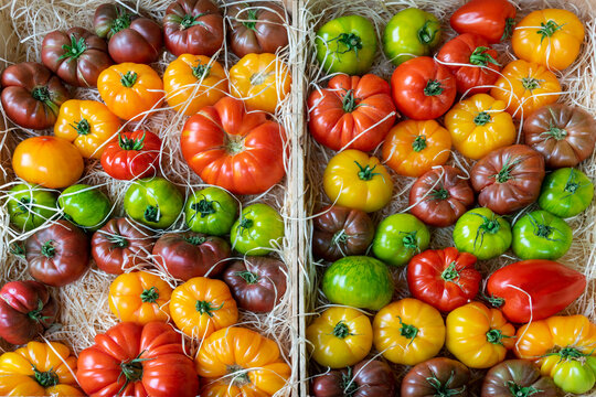 Display of colorful green,red,orange,black ancient species of tomatoes on a market