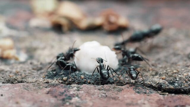 Black ants on a natural background. Messor structor eats sweets. Closeup small ants macro. Ants are working. Ant Family.