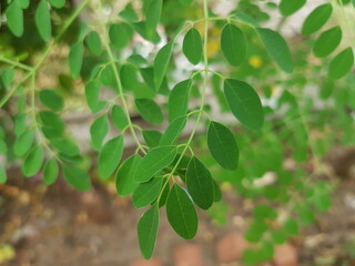 Moringa oleifera is a plant that is often called the drumstick tree, the miracle tree, the ben oil...