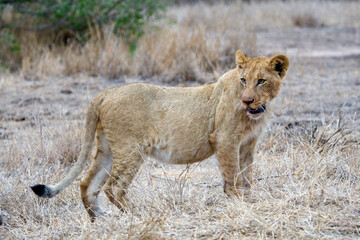 Afrikaanse Leeuw, African Lion, Panthera leo