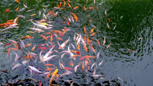 Many multicolor Fancy Carp top view. Group of koi carps Cyprinus carpio fishes are swimming in the pond. Colorful fish of different sizes swim in the lake. Big flock