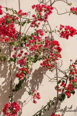 Red flowers plant branches and sunlight shadow on neutral beige wall. Aesthetic floral shadow silhouette background