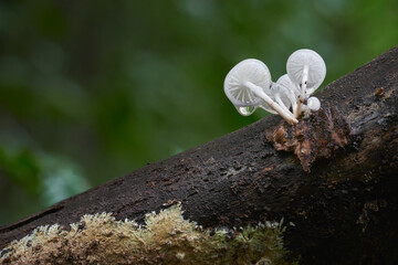 Oudemansiella mucida