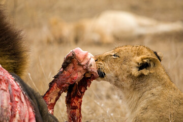 Afrikaanse Leeuw, African Lion, Panthera leo